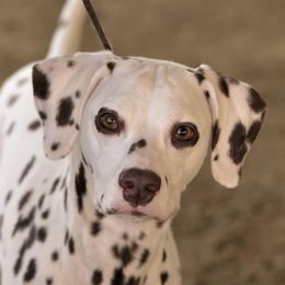 Hershey - Dalmatian