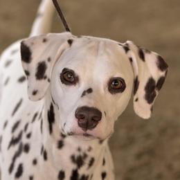 Hershey - Dalmatian
