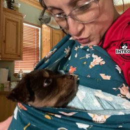 Australian Shepherd and Miniature Australian Shepherd Puppies from Integrity Aussies Tx