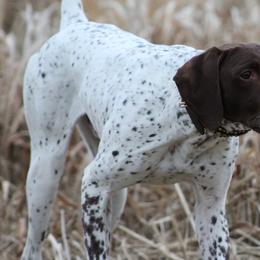 German Shorthaired Pointers and Golden Retrievers from Blazing Ridge Working Dogs