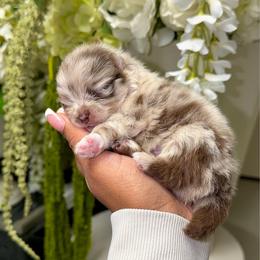 Truffle - Chocolate merle male Pomeranian puppy in Newport News, Virginia from Nel’s Pomeranians