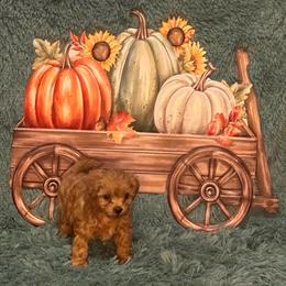 Razzi - Red male Maltipoo puppy in Greenfield, Iowa from Sugar Plum Puppies