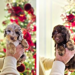 Dasher - Chocolate merle male Bernedoodle puppy in Russell Springs, Kentucky from 270 Doodles