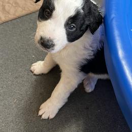 Border Collie Puppies from Roaring River Border Collies