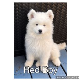 Samoyed Puppies from Shasta Samoyeds