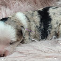 April - Blue merle female Miniature Australian Shepherd puppy in Deer Park, Washington from Rodeo Aussies
