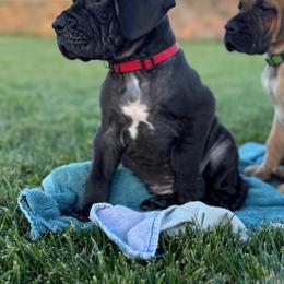 Taco - Black female Great Dane puppy in Grand Junction, Colorado from Top Brackett Danes