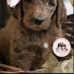 Goldendoodle Puppies from Best Doodles