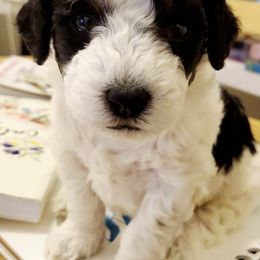 Goldendoodles from The One Pup