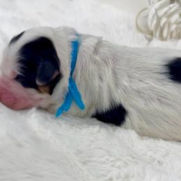 Christmas Vacation - Tri-color female Bernedoodle puppy in Hegins, Pennsylvania from Bubbling Springs Doodles, LLC