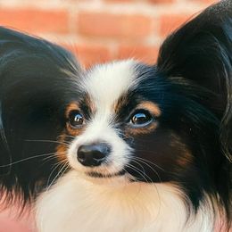 Papillon All Grown Up from DogBond