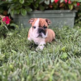 Dory - Red female Bulldog puppy in Clarinda, Iowa from Stimson Bulldogs