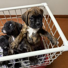 Houston - Brindle male Boxer puppy in Taft, Tennessee from Hillbillie Boxers
