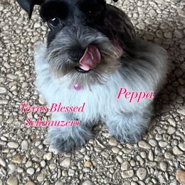 Peppa - Parti female Miniature Schnauzer puppy in San Antonio, Texas from Texas Blessed Schnauzers