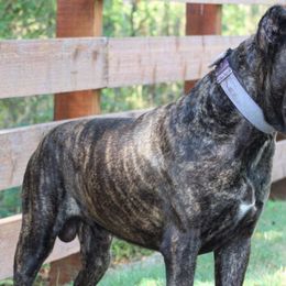 Bison - Cane Corso