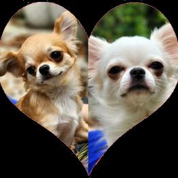 Chihuahua puppies from Precious Paws of Florida - Chihuahuas
