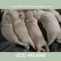 Buttermilk (Blue) Limited AKC - Cream male Dachshund puppy in Nashville, Tennessee from Farmhouse Sausages - Located in TN delivers all over US
