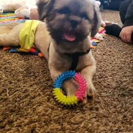 Shih Tzu Puppies from Jensen's Lil House of Demons