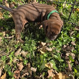Boy 2 - Red male Redbone Coonhound puppy in Hustontown, Pennsylvania from Triple I Redbones