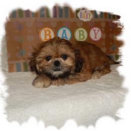 Wishes AKC - Brindle male Shih Tzu puppy in Lawrenceburg, Tn, Tennessee from Shedd's Shih Tzus