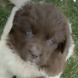 Newfoundlands from Wrinkles Rare Newfoundlands