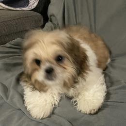Puppy 2 - Silver gold and white female Shih Tzu puppy in Kingsley, Michigan from Joseph's Shih Tzus