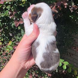 Jasper - Parti male Yorkshire Terrier puppy in Lakeland, Florida from You Me & The Yorkies