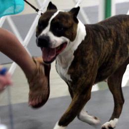 American Pit Bull Terriers from h2oAPBTs