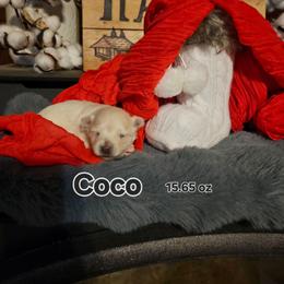 Snowflake - White female Maltese puppy in Terrell, Texas from PBJ Farms