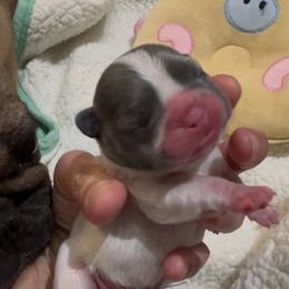 Briar - male French Bulldog puppy in Miami, Florida from Oceanside French Bulldogs