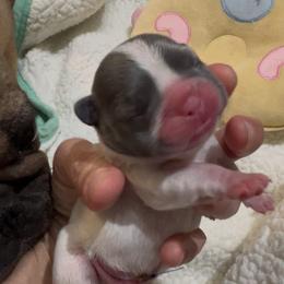 Briar - male French Bulldog puppy in Miami, Florida from Oceanside French Bulldogs