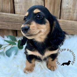 Black and Cream - Black and cream female Dachshund puppy in Nampa, Idaho from Long_and_Low_Dachshunds