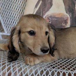 Dachshund Puppies from Goldie Girls Ranch Dachshunds