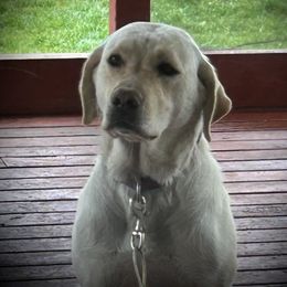 Scout - Labrador Retriever