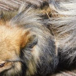 Pomeranians from Debbie Wilske