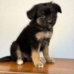 Drago - Black tri male Miniature American Shepherd puppy in Eugene, Oregon from AKC Emerald Valley Minis