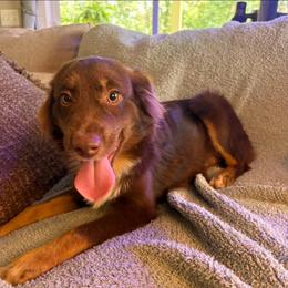 Eddie - Red tri male Toy Australian Shepherd puppy in Union Grove, North Carolina from Grove Farm
