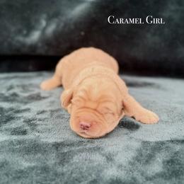 Caramel Girl - Caramel female Australian Labradoodle puppy in Hartshorne, Oklahoma from Jena Edmond