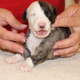 Whippet Puppies from Phasion Whippets Kimberly & Paul Norton Sr.