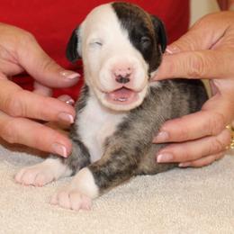 Whippet Puppies from Phasion Whippets Kimberly & Paul Norton Sr.