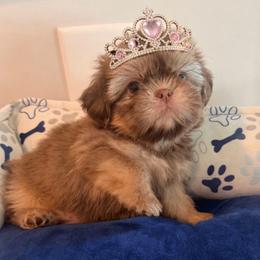 Prada - Liver female Shih Tzu puppy in Burlington, North Carolina from Nancy’s Lil’Shih Tzus