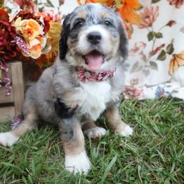 Cookie - female Bernese Mountain Dog puppy in Middlesex, North Carolina from Willow Springs Doodles & Berners