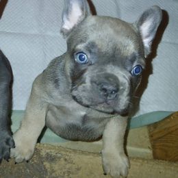 French Bulldog Puppies from Calamity Jane French Bulldogs