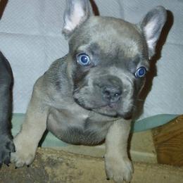 French Bulldog Puppies from Calamity Jane French Bulldogs