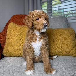 Violet - Red  female Goldendoodle puppy in Murrieta, California from Apricot Poodles & Goldendoodles, LLC