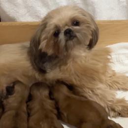 Mabel - Shih Tzu