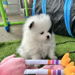 Riker - Tri-colored male Pomeranian puppy in Lyons, Georgia from Its a Poms Life Kennel