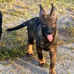 Blue collar - Sable German Shepherd puppy in Punta Gorda, Florida from Blitzenhaus Working Dogs