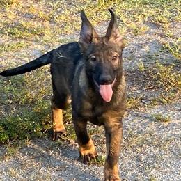 Blue collar - Sable German Shepherd puppy in Punta Gorda, Florida from Blitzenhaus Working Dogs
