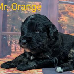 Goldendoodle, Golden Retriever, Labradoodle, and Labrador Retriever Puppies from Robertson's Retrievers and Doodles